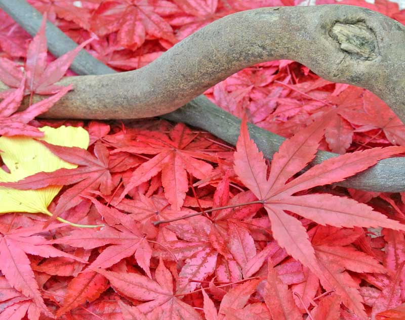 着色した紅葉の葉