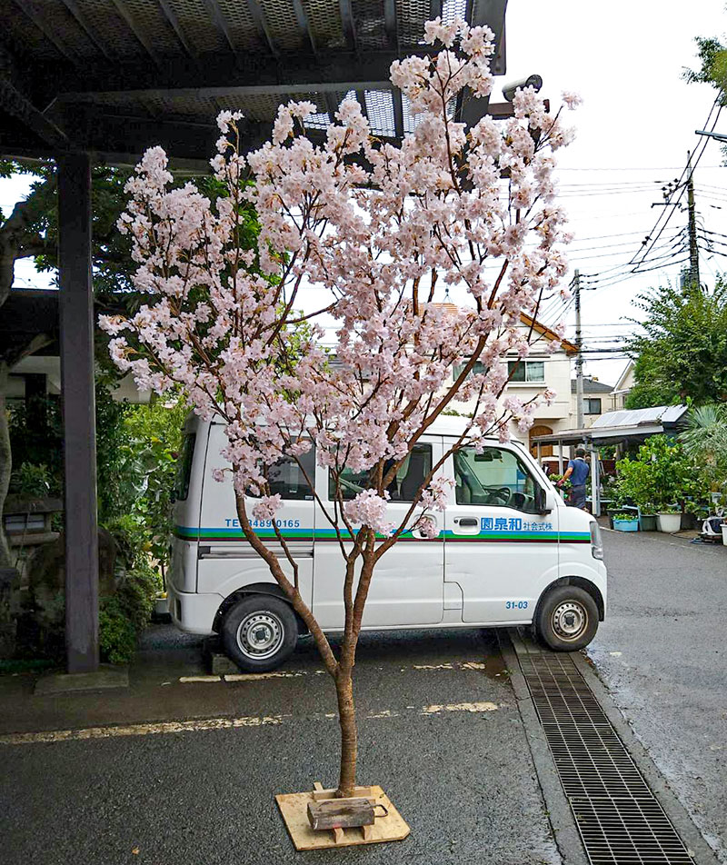 オフィスに置かれた桜の造木